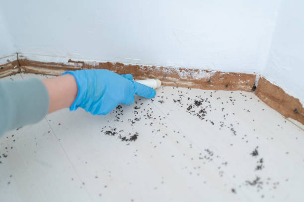 Best Exterminator Services  in Daniels, WV